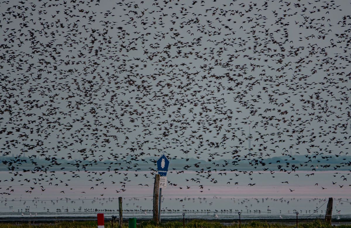 Vogelzug erleben: Norderney baut Angebote aus