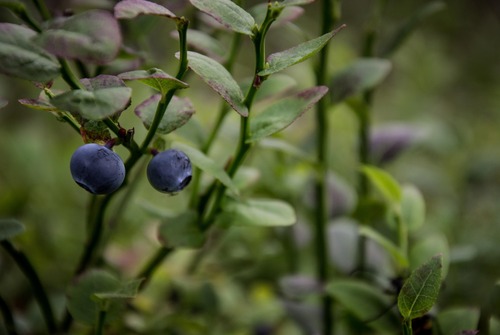 Beeren aus Wald und Feld: Erst waschen, dann naschen