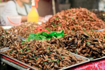 Ernährung in Zukunft – gesunde Ernährung dank Insekten?