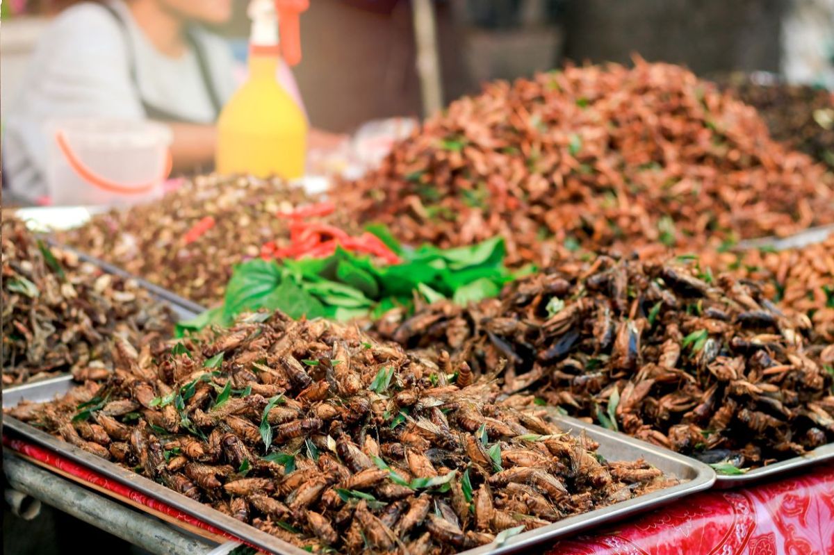 Ernährung in Zukunft – gesunde Ernährung dank Insekten?
