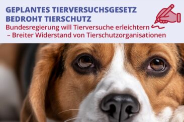 Geplantes Tierversuchsgesetz bedroht Tierschutz