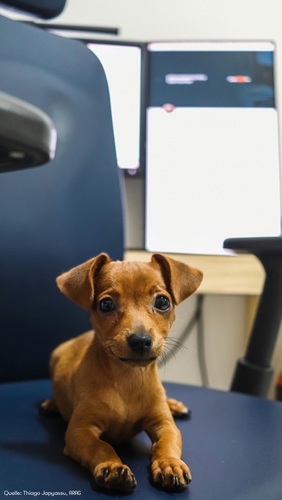 Kollege Hund: Glücklich-Macher oder Stress-Auslöser?