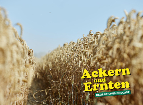 AGRAVIS-Podcast: Getreidemärkte im Check