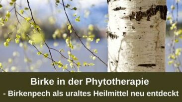 Birke in der Phytotherapie – Birkenpech als uraltes Heilmittel neu entdeckt