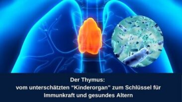 Der Thymus: vom unterschätzten „Kinderorgan“ zum Schlüssel für Immunkraft und gesundes Altern