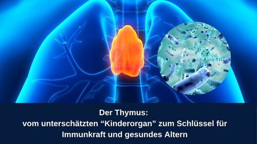 Der Thymus: vom unterschätzten „Kinderorgan“ zum Schlüssel für Immunkraft und gesundes Altern