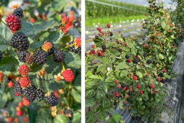 Gamechanger® in Black – Wie Lubera die Brombeerkultur neu erfindet