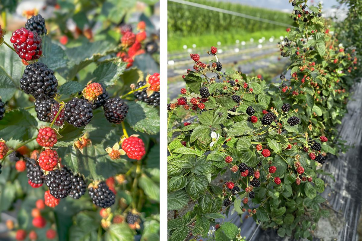 Gamechanger® in Black – Wie Lubera die Brombeerkultur neu erfindet