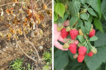 Lubera startet Forschungsprojekt zur Entwicklung phytophthoraresistenter Himbeersorten