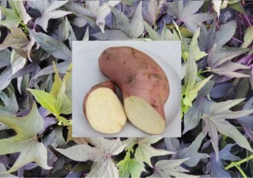 Lubera Süsskartoffeln – Süsse Überraschungen