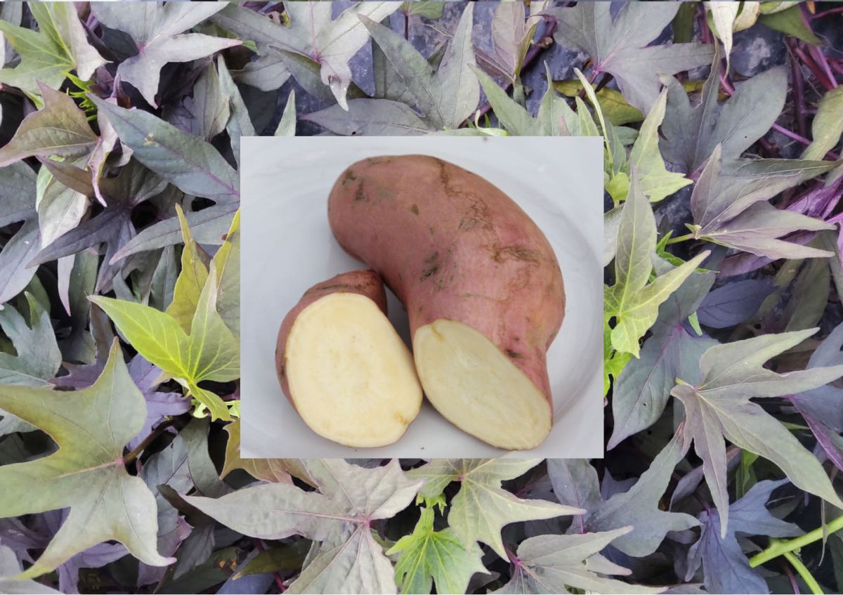 Lubera Süsskartoffeln – Süsse Überraschungen