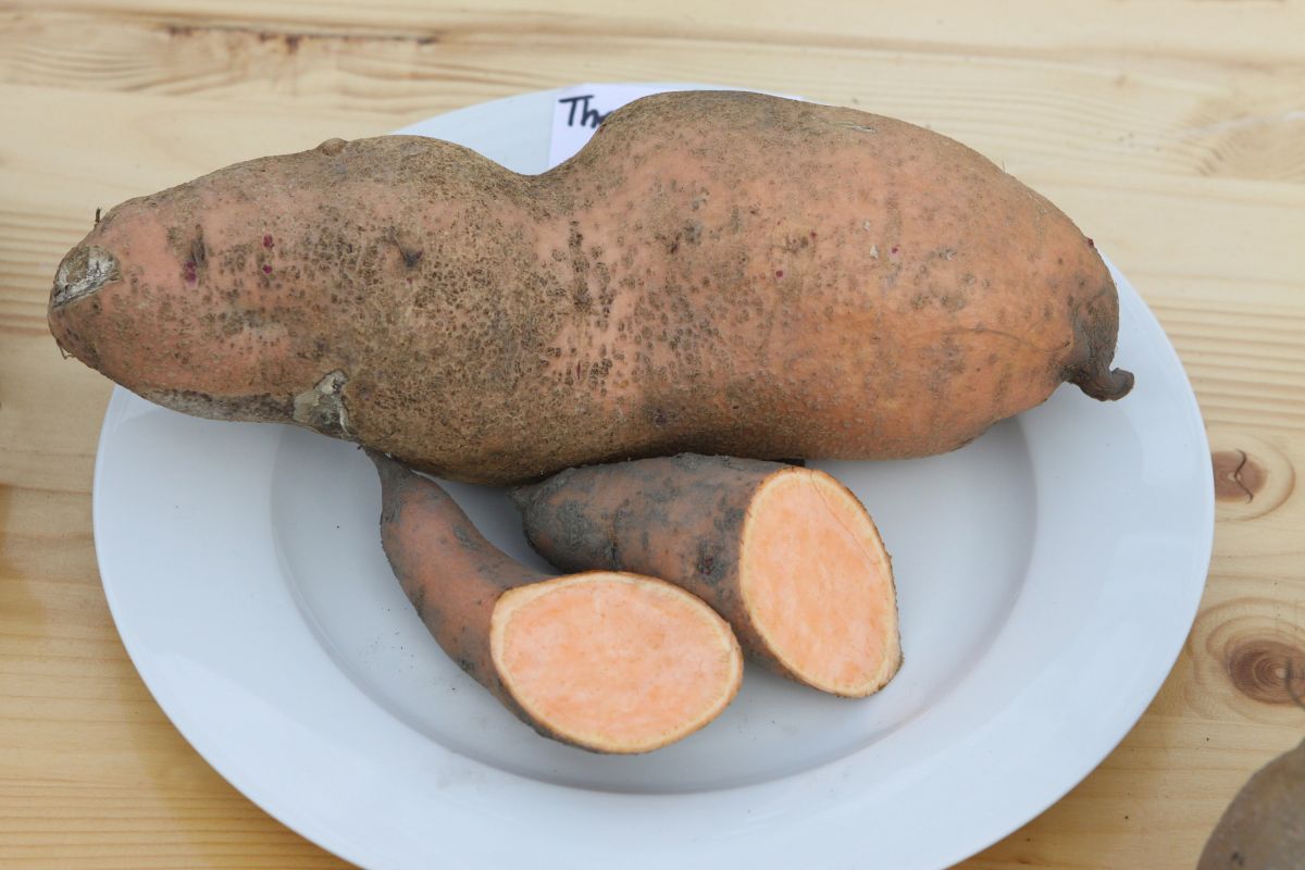 Süsskartoffel-Vielfalt einfach erklärt – Interview mit dem Lubera-Gründer Markus Kobelt
