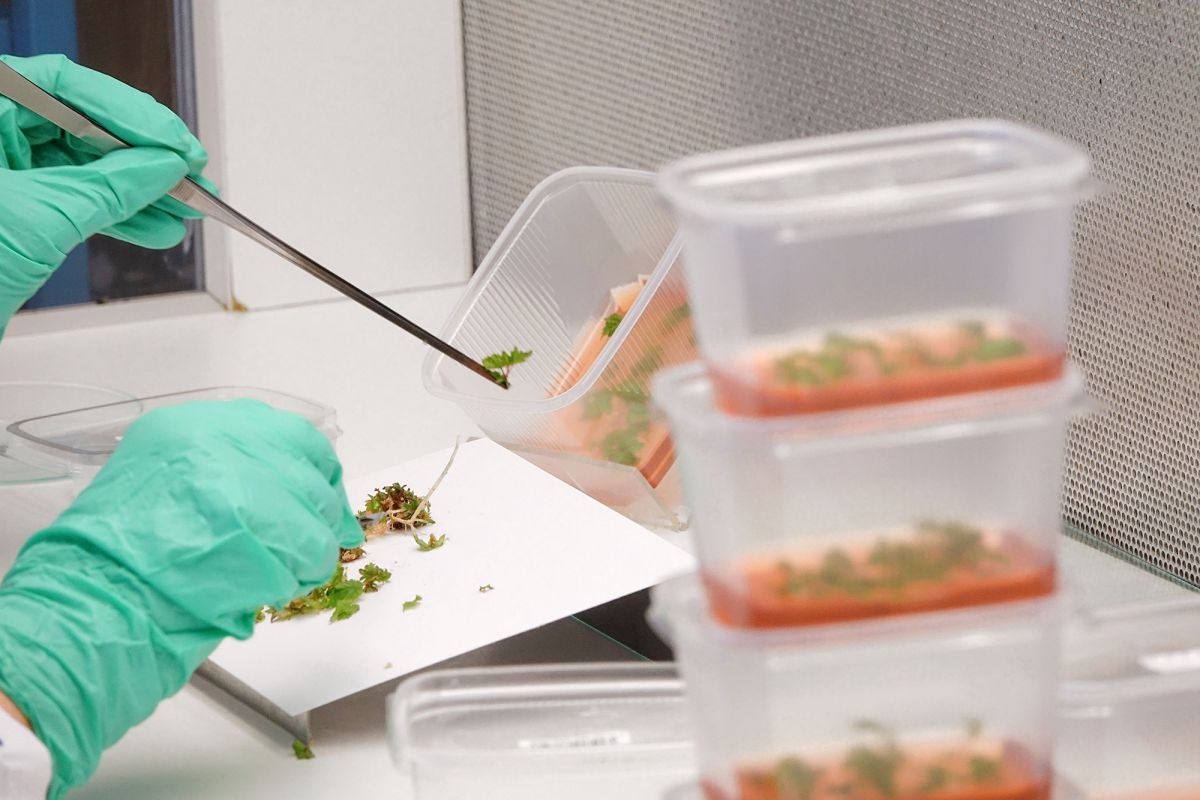 Tage der offenen Tür bei Lubera Edibles und Lubera