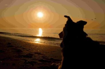 Trend zum Urlaub im eigenen Land hilft dem Tierschutz