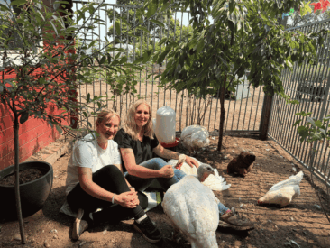 ANINOVA-Stiftung fördert Stall für gerettete Puten auf dem Lebenshof Bertha & Friends in Borken (NRW)