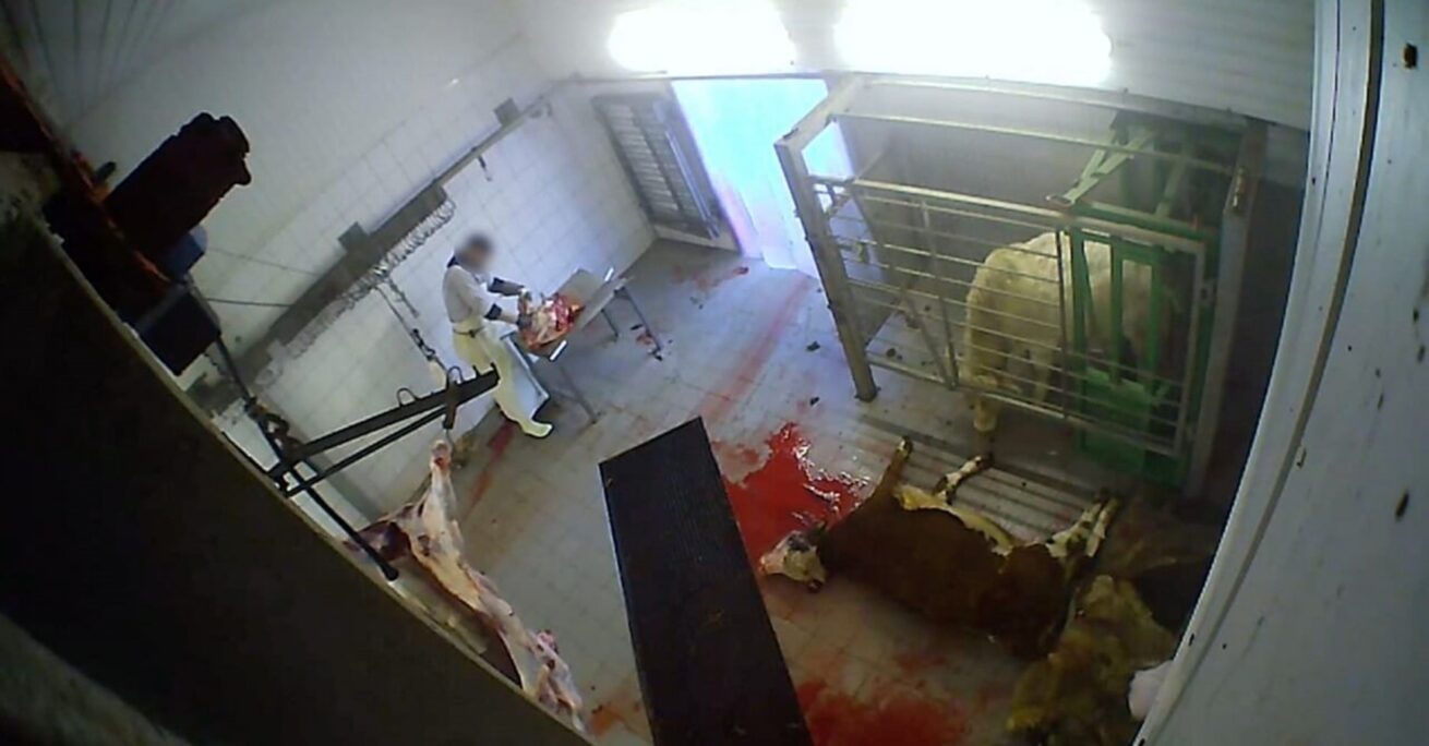 Tierquälerei im Schlachthof Hürth bleibt ohne Urteil – ANINOVA maßlos enttäuscht