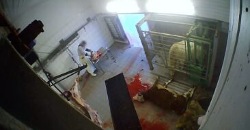 Tierquälerei im Schlachthof Hürth bleibt ohne Urteil – ANINOVA maßlos enttäuscht