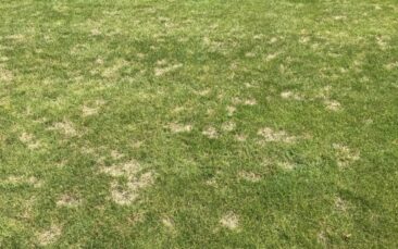 Trockenstress erhöht das Risiko für Rasenkrankheiten auf dem Sportplatz