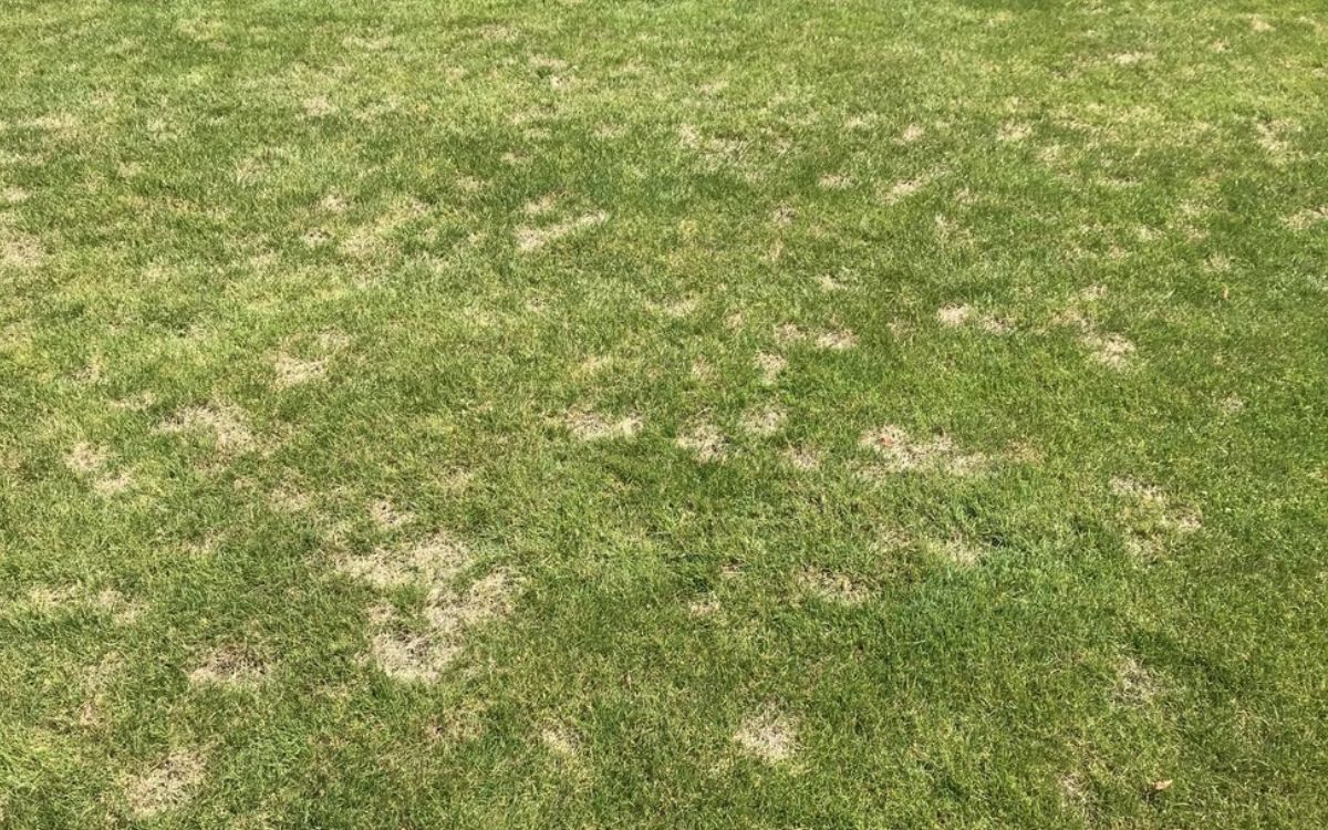 Trockenstress erhöht das Risiko für Rasenkrankheiten auf dem Sportplatz