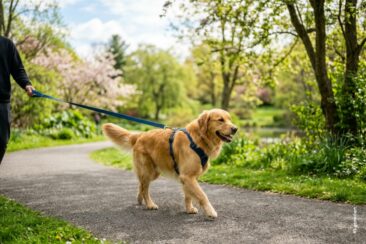 Warum Programme besser funktionieren als Einzelstunden oder Onlinekurse im Hundetraining