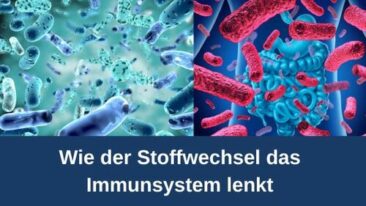 Wie der Stoffwechsel das Immunsystem lenkt