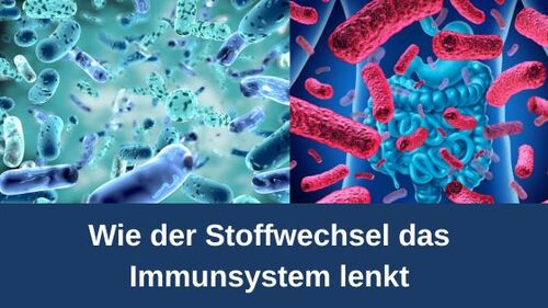 Wie der Stoffwechsel das Immunsystem lenkt