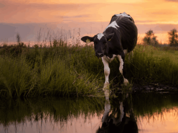 ANINOVA-Stiftung verdoppelt Spenden für fünf vegane Lebenshöfe