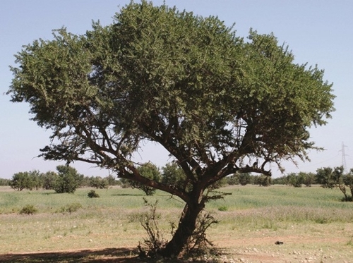 Arganöl-Kosmetik für Haut und Haar – Naturverbundenheit in jeglicher Hinsicht