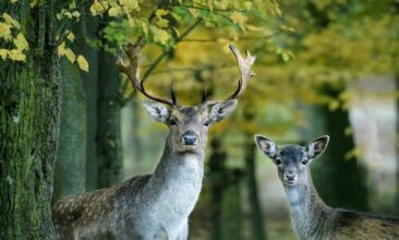 audius sorgt für Sicherheit beim Wildtierportal Baden-Württemberg