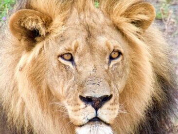 Camping-Safari oder Lodge-Safari in Afrika – Was passt besser zu dir?