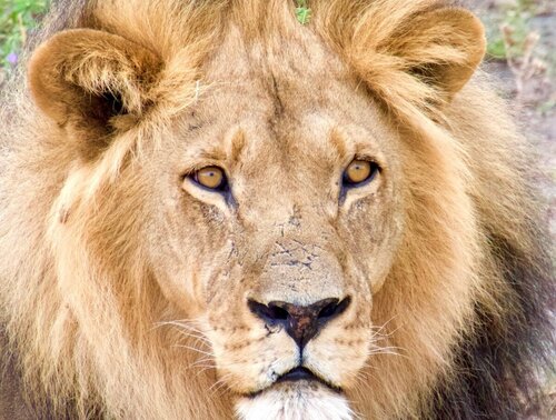 Camping-Safari oder Lodge-Safari in Afrika – Was passt besser zu dir?