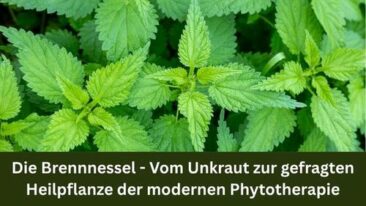 Die Brennnessel – Vom Unkraut zur gefragten Heilpflanze der modernen Phytotherapie
