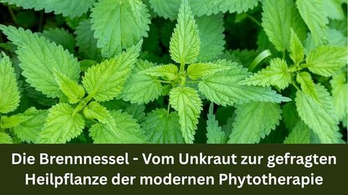 Die Brennnessel – Vom Unkraut zur gefragten Heilpflanze der modernen Phytotherapie