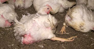 Getreten, geworfen, misshandelt: Tierquälerei bei Wiesenhof-Zulieferern