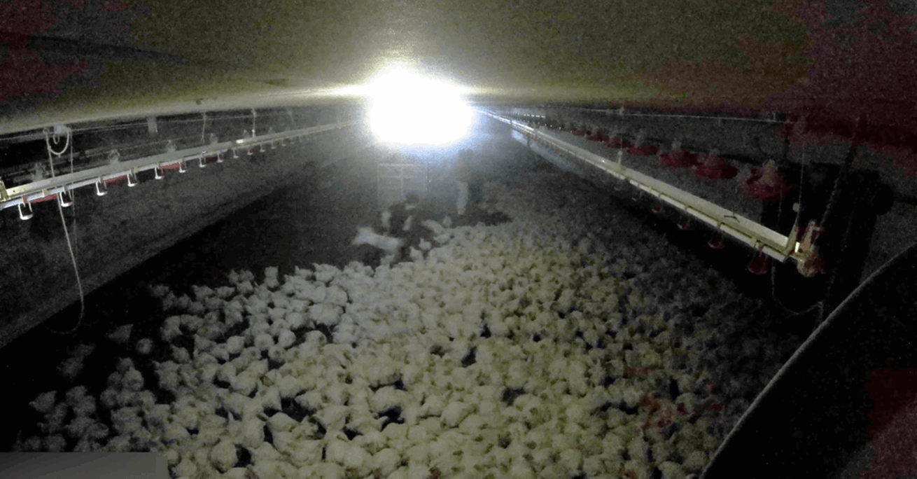 Geworfen, getreten, in Möckern geschlachtet: Tierquälerei bei Wiesenhof-Zulieferer