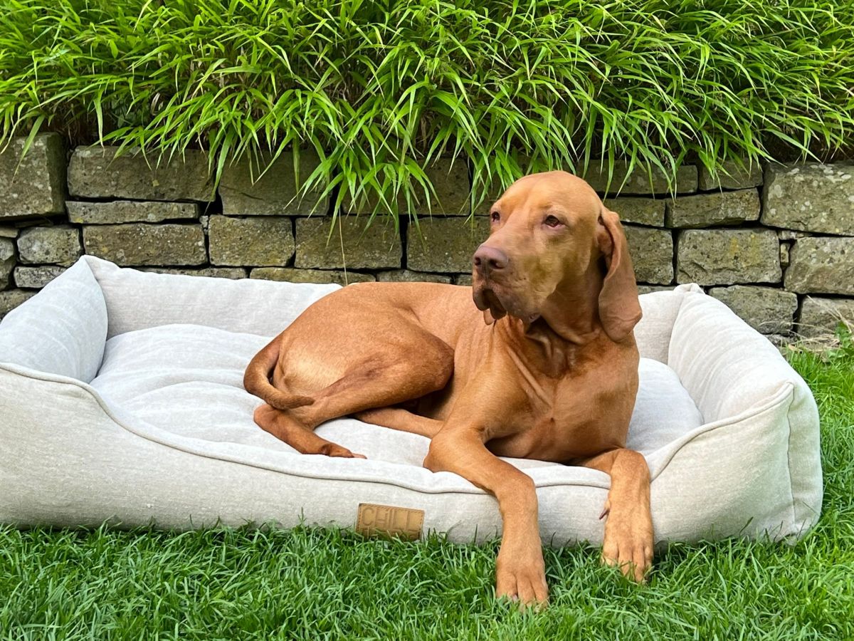 Warum ein Hundebett kein Wegwerfprodukt sein sollte