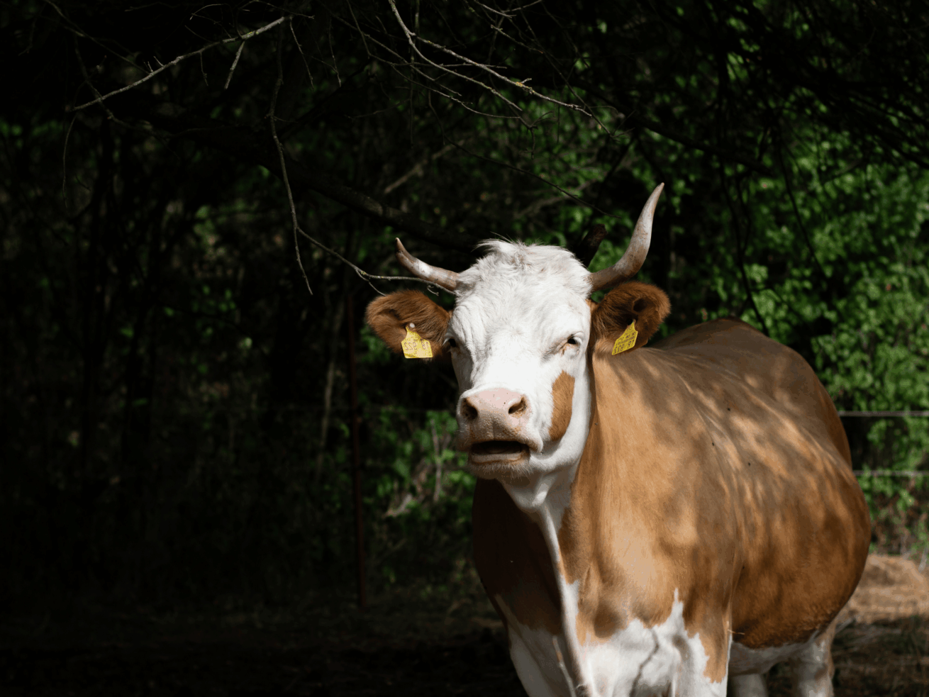 Bis 7. Oktober: Spenden für Tiere auf fünf Lebenshöfen werden verdoppelt