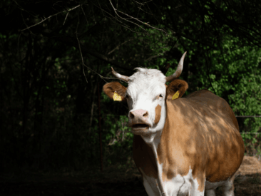Bis 7. Oktober: Spenden für Tiere auf fünf Lebenshöfen werden verdoppelt
