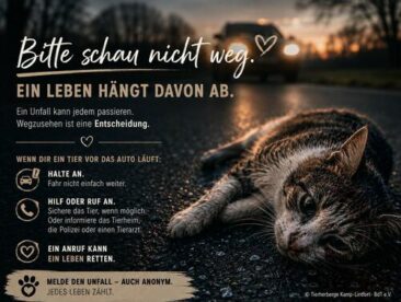 Haustiere reagieren gelassen auf die Zeitumstellung am kommenden Sonntag