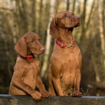 Hundefutter: Was beim Preisvergleich wirklich zählt