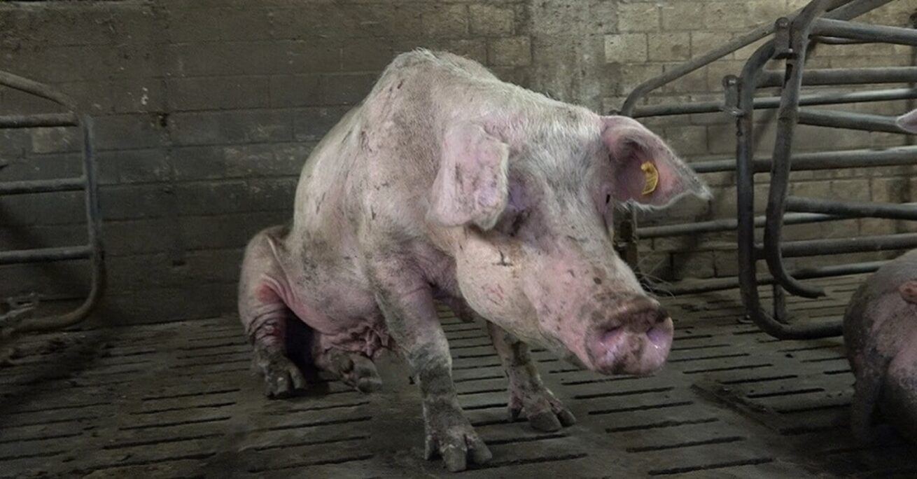 Nach ANINOVA-Aufdeckung: Sauenhaltung in Halver beendet – Betrieb auf Schweinemast umgestellt