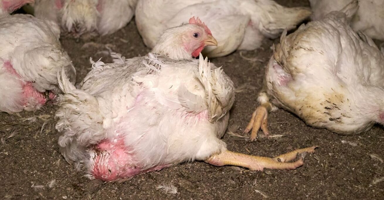 Tierquälerei bei Wiesenhof-Zulieferern: Staatsanwaltschaft ermittelt – Veterinäramt erstattet Strafanzeige