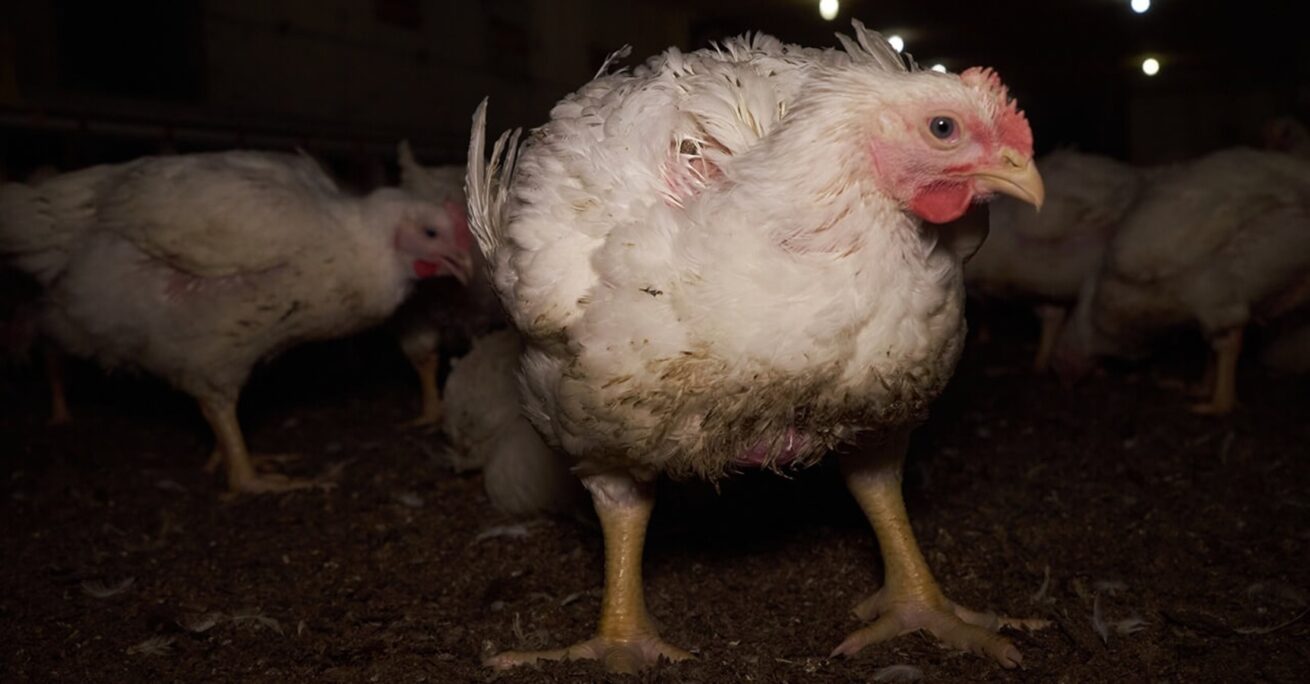 Wiesenhof-Zulieferer: Staatsanwaltschaft ermittelt nach Tierquälerei – Tiere nach Möckern transportiert